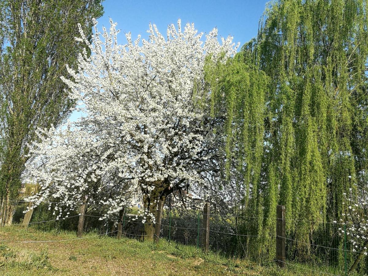 Corte Ventaglio Campitello  Zewnętrze zdjęcie